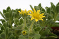 sceletium tortuosum 9839
