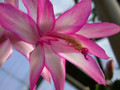 schlumbergera chiba princess 02 1
