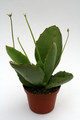 kalanchoe synsepala klein 1197