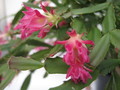 schlumbergera star burst 7690