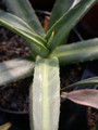 agave nizandensis 01