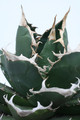 agave titanota weisse stacheln 3677