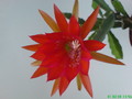 eh torero 78 207