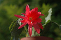 eh cecil cactus 5575 09