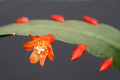lepismium monacanthum espinosae 1819