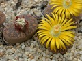 lithops lesliei1