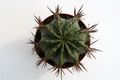 euphorbia horrida striata 6806