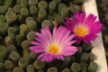 frithia pulchra 01