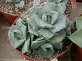 agave shoji rijin 03