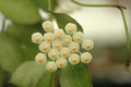 hoya lacunosa 4055 03