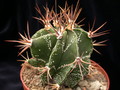 astrophytum ornatum glabrescens 01