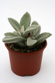 kalanchoe eriophylla 1201