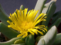 delosperma crassum 1370.jpg