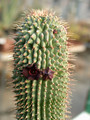 hoodia pilifera 02