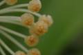 hoya obscura 06