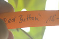 hoya pubicalyx red button 08