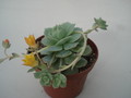 echeveria derenbergii 8310