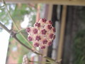 hoya kerrii variegata 1223