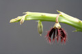 caralluma subulata rh291 3119