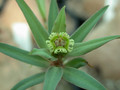 euphorbia trichadenia 04