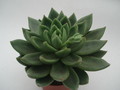 echeveria haageana 8386