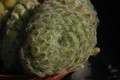 sempervivum ciliciosum 1378