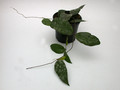 hoya caudata 3960