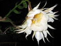 epiphyllum chrysocardium 516