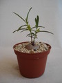brachystelma vahrmeijeri 159