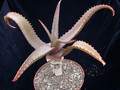 aloe parvibracteata 01