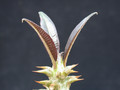 pachypodium baronii 01
