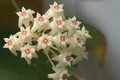 hoya nicholsonia 8831 01
