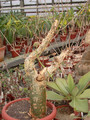 bursera fagaroides 01