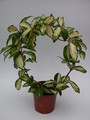 hoya carnosa melanie 3920