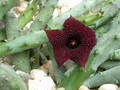 huernia penzigii zander 01