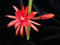 aporocactus evita04