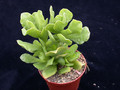 adromischus cristatus zeyeri 01