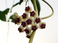 hoya kerrii 1359