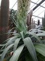 agave attenuata 9053
