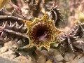 huernia zebrina zebrina karoo 02