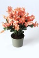 schlumbergera thor bella 9