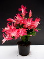 schlumbergera russian dancer 54