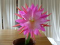 epicactus chiyo matsumiya 1030137