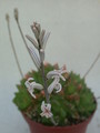 haworthia cuspidata 19