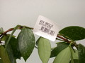 hoya gracilis 3918