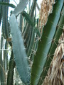 nyctocereus guatemalensis rauh38939 362