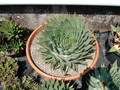 aloe polyphylla001