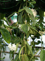 hoya thomsonii 3857 03jpg