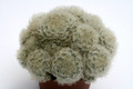 mammillaria plumosa 0113