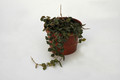 hoya curtisii 6556